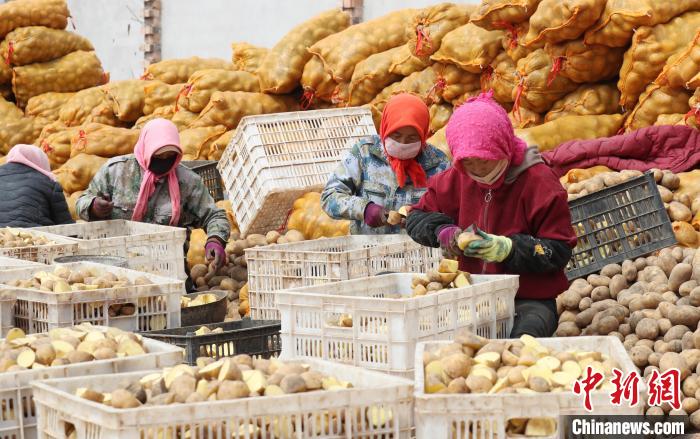 村民正在馬鈴薯種植基地內(nèi)忙碌?！∮诰?攝