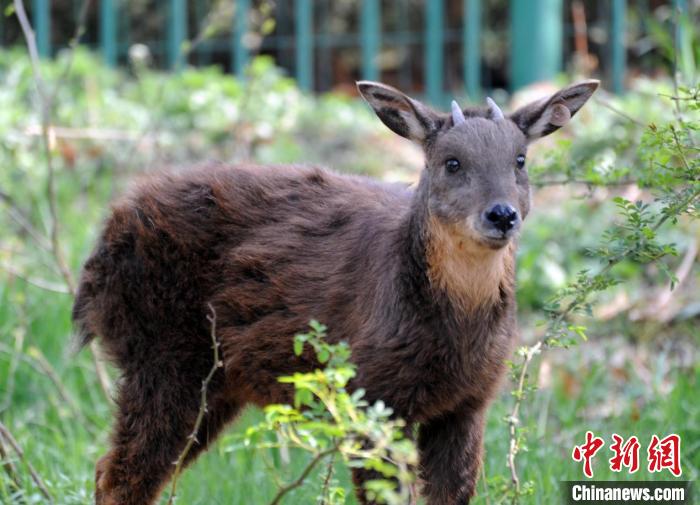 生活在劉公島上的臺灣長鬃山羊。(資料圖) 劉公島森林公園供圖