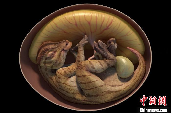 鴨嘴龍胚胎化石3D復(fù)原圖。　英良石材自然歷史博物館供圖