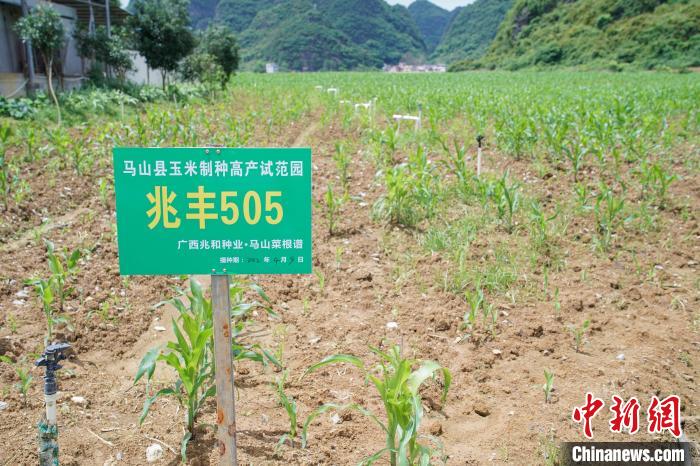圖為馬山縣永州鎮(zhèn)勝利村菜根譜農業(yè)科技開發(fā)有限公司的一處玉米制種高產示范園?！￡惞谘?攝
