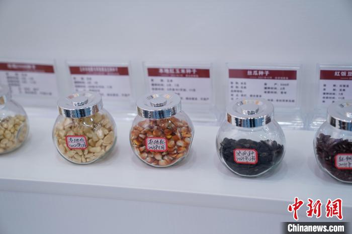 圖為馬山現(xiàn)代種業(yè)科技創(chuàng)新中心展館內展出的幾款農作物種子?！￡惞谘?攝
