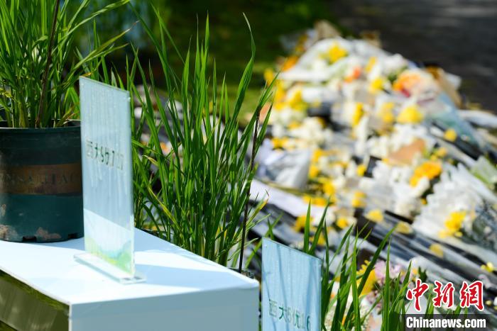 5月22日，在西南大學(xué)校園內(nèi)的袁隆平雕像兩側(cè)，擺放的水稻植株?！『闻罾?攝