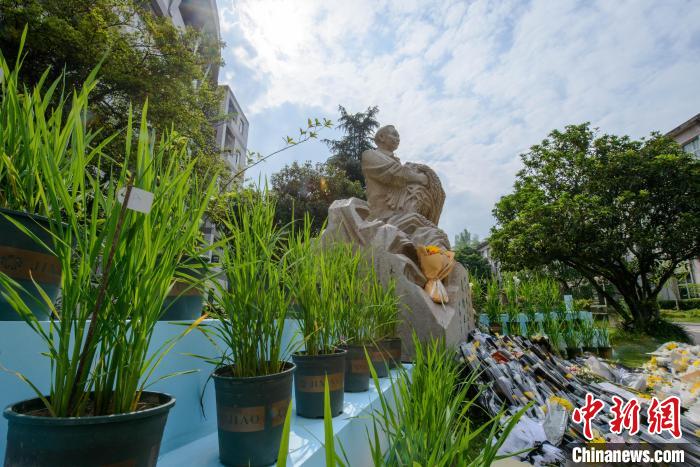 5月22日，在西南大學(xué)校園內(nèi)的袁隆平雕像被鮮花、水稻植株圍繞?！『闻罾?攝