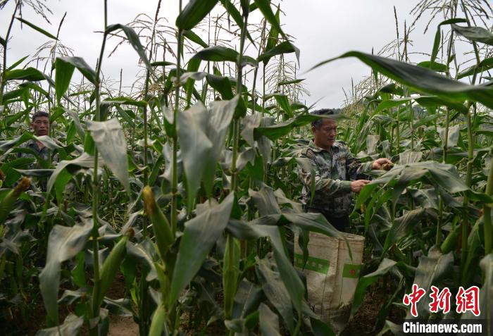 圖為工人在示范片采收測(cè)產(chǎn)的“閩雙色6號(hào)” 玉米?！埍?攝