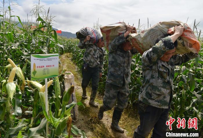 圖為工人在示范片搬運(yùn)采收測(cè)產(chǎn)的“閩雙色6號(hào)” 玉米?！埍?攝