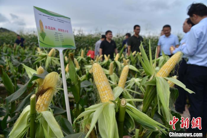圖為驗(yàn)收組成員在示范片對(duì)“閩雙色6號(hào)”玉米進(jìn)行現(xiàn)場(chǎng)品種鑒評(píng)?！埍?攝