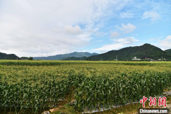 圖為“閩雙色6號(hào)” 玉米種植示范片?！埍?攝