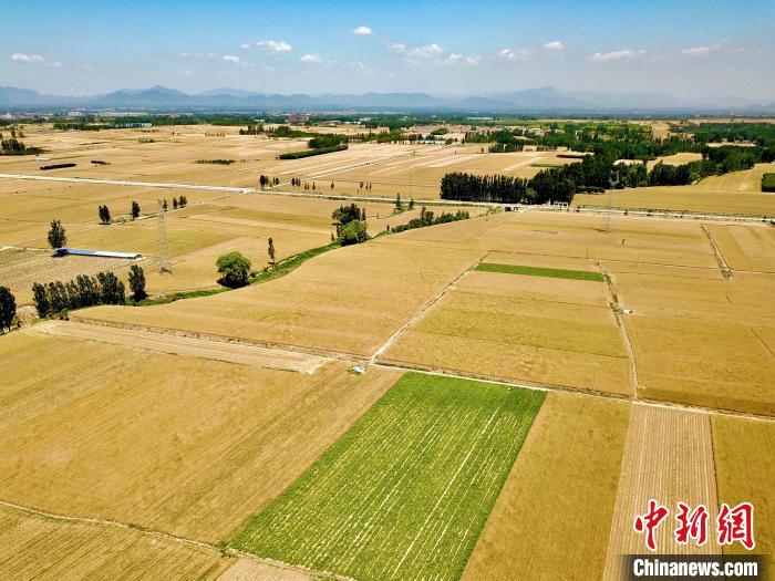 泰安市岱岳區(qū)小麥陸續(xù)開(kāi)鐮，22.15萬(wàn)畝小麥即將豐收?！￡愱?yáng) 攝