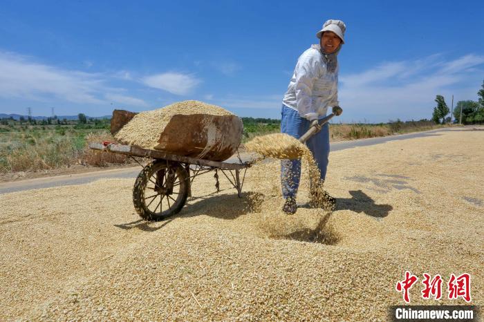 農(nóng)民及種糧大戶抓住晴好天氣，搶收搶種。　陳陽(yáng) 攝