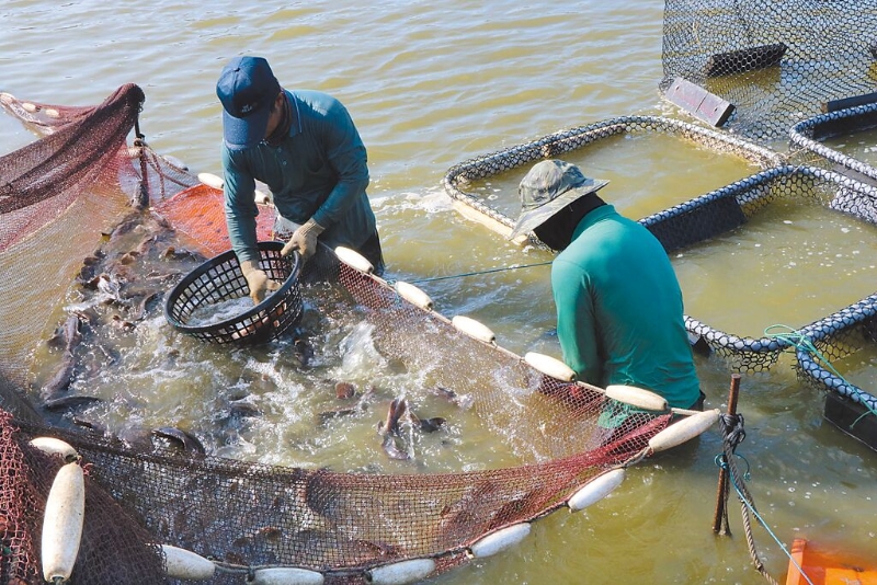 大陸日前以藥物殘留為由暫停我石斑魚輸入，農(nóng)委會昨日呼籲民眾掏錢挺石斑。圖為屏東漁民捕撈石斑魚。（本報資料照片）