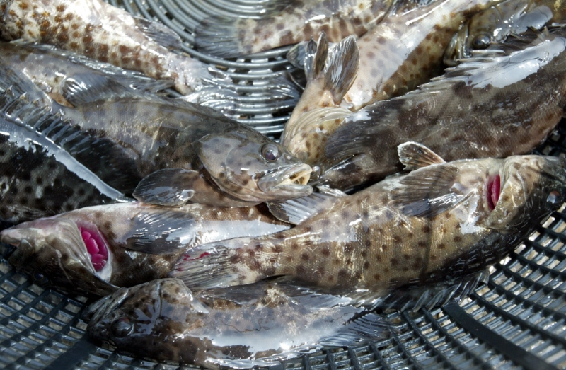 中國大陸13日起暫停進(jìn)口臺灣石斑魚。（資料照）