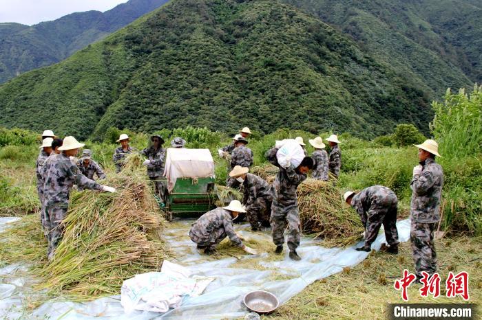 圖為官兵收割稻谷?！●R軍 攝