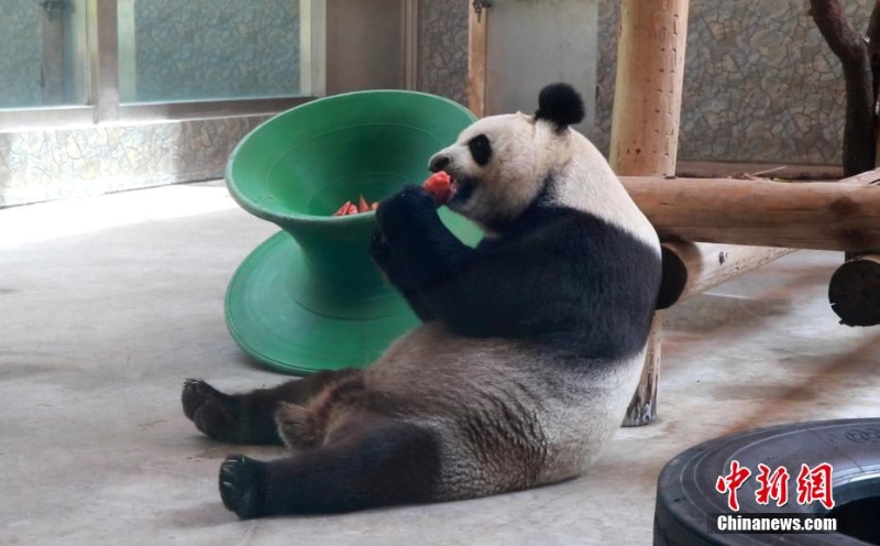吃冰鎮(zhèn)西瓜、泡冷水澡 動物避暑有妙招