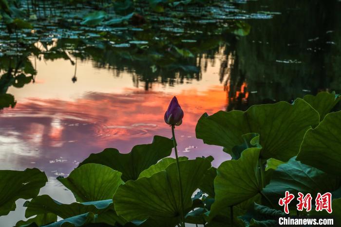紫竹院公園往年資料圖。　北京市公園管理中心供圖