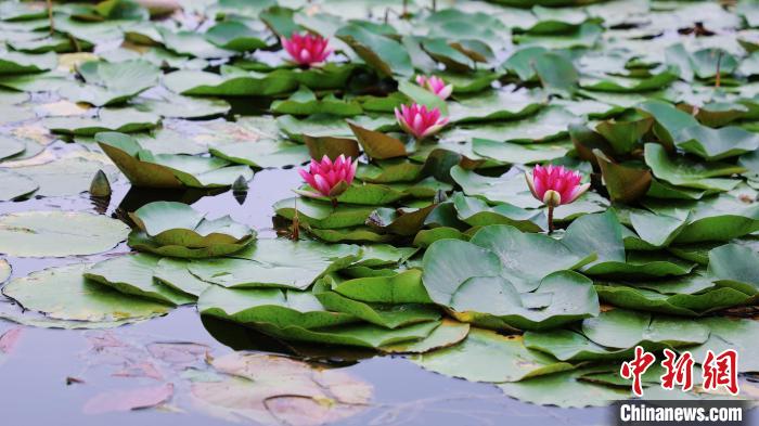 圖為今夏的國家植物園北園。　北京市公園管理中心供圖