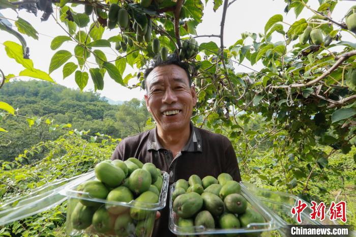 前南峪村果農(nóng)在展示新鮮采摘的軟棗獼猴桃。　張鵬翔 攝
