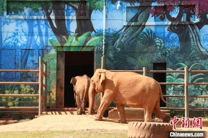 圖為亞洲象“莫莉”和象媽媽“莫坡”合籠成功。　昆明動物園供圖