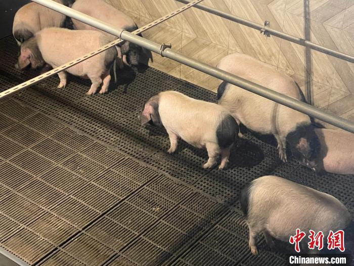 資料圖：金華婺城一智慧養(yǎng)殖基地的金華兩頭烏豬。　張斌 攝