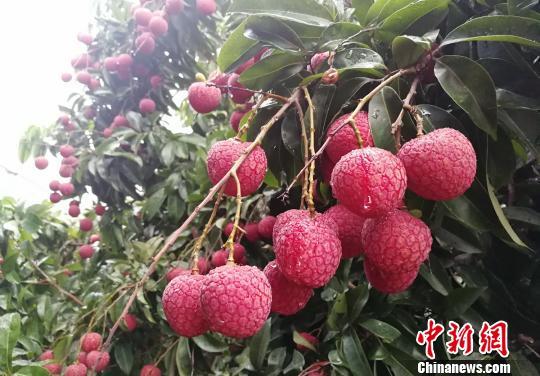 資料圖：增城掛綠荔枝。 程景偉 攝