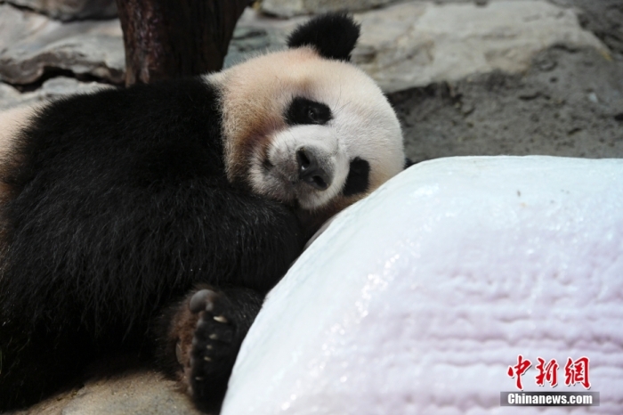 7月22日，廣東省廣州市持續(xù)高溫天氣，生活在長隆野生動物世界內(nèi)的大熊貓“婷仔”躺在冰塊旁消暑。 <a target='_blank' href='/'>中新社</a>記者 陳驥旻 攝　