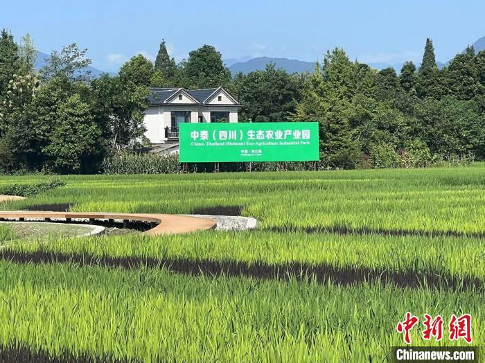 園區(qū)一角。　岳依桐 攝
