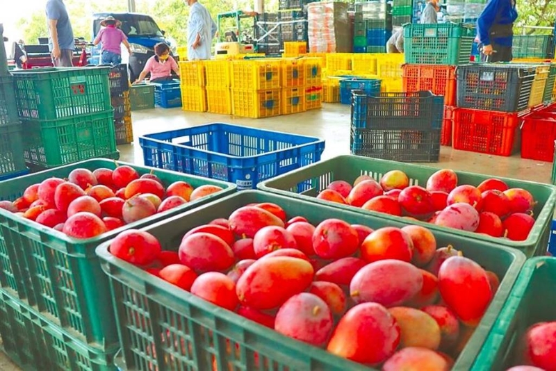 臺灣芒果外銷香港、澳門均驗出新冠病毒。（芒果示意圖，本報資料照片） 圖片來源：臺灣“中時新聞網(wǎng)”.jpg