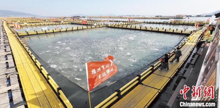 新型環(huán)保漁排內(nèi)養(yǎng)殖大黃魚?！〗冻菂^(qū)融媒體中心 供圖