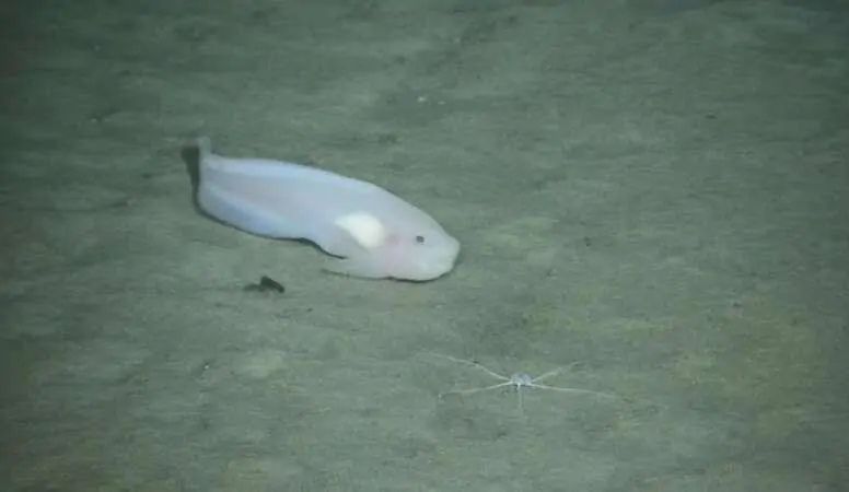 “海斗一號(hào)”高清拍攝海洋生物。（圖源：中科院沈陽(yáng)自動(dòng)化研究所）