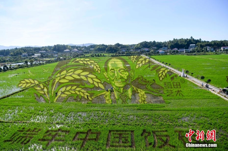 長(zhǎng)沙百畝稻田里種出袁隆平巨幅畫(huà)像