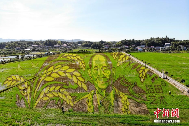 長(zhǎng)沙百畝稻田里種出袁隆平巨幅畫(huà)像