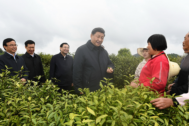 　2020年4月21日，習(xí)近平總書記在陜西省安康市平利縣老縣鎮(zhèn)蔣家坪村女媧鳳凰茶業(yè)現(xiàn)代示范園區(qū)，同茶農(nóng)們親切交談。