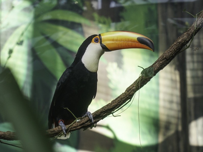 大巨嘴鳥。 圖片來源：臺北市動物園