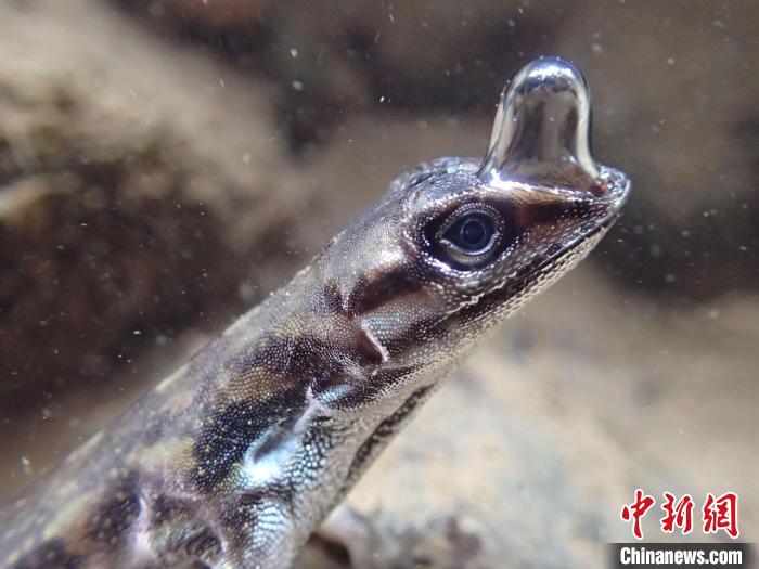 “生命特寫”亞軍圖片：一只安樂蜥頂著一個(gè)泡泡以便水下呼吸?！indsey Swierk　攝