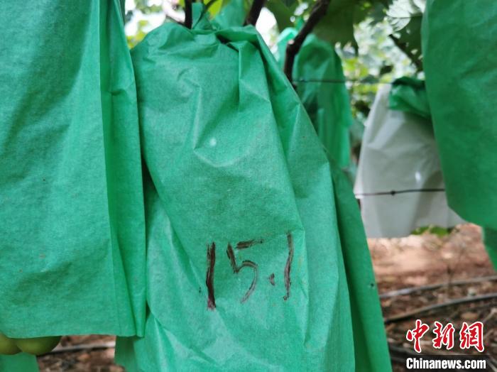 圖為測糖師在甜度未達標的葡萄套袋上做標記?！∈┌?攝