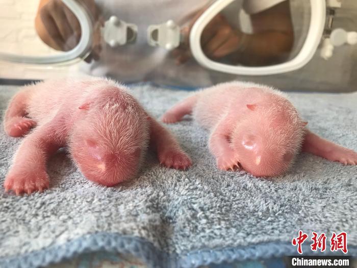 秦嶺大熊貓“秦秦”產(chǎn)下龍鳳胎?！∏貛X大熊貓研究中心供圖