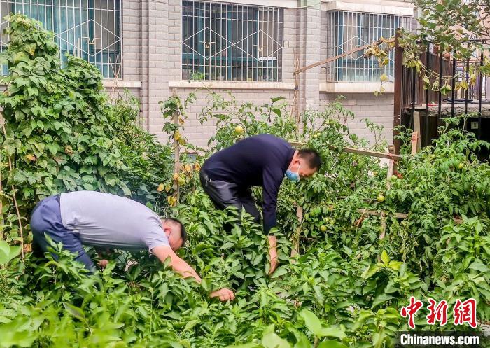 烏魯木齊市沙依巴克區(qū)克西路社區(qū)，居民整理花園里種植的蔬菜?！＄娦?攝