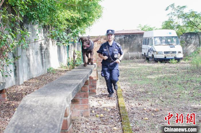 圖為黃曉莉帶搜爆犬“浩克”進(jìn)行體能訓(xùn)練。　陳冠言 攝