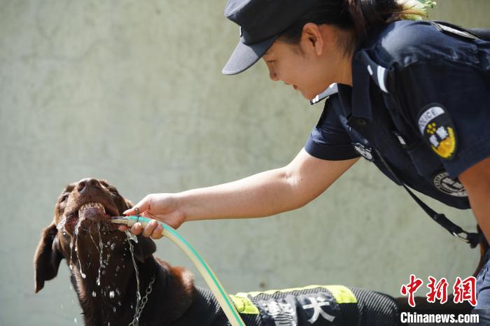 圖為訓(xùn)練間隙，黃曉莉給搜爆犬“浩克”飲水降溫?！∫i鵬 攝