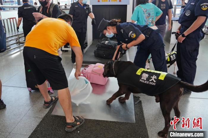 圖為黃曉莉帶搜爆犬“浩克”在南寧東站安檢口檢查行李?！「寿t 攝