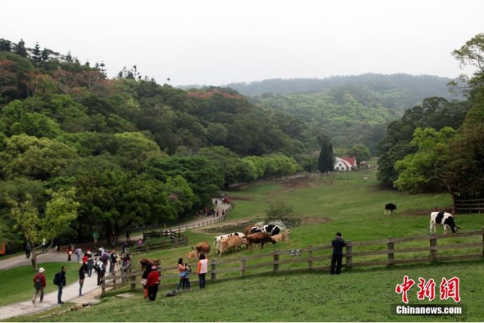 資料圖：臺(tái)灣休閑農(nóng)業(yè)、鄉(xiāng)村旅游名點(diǎn)——苗栗飛牛牧場(chǎng)。陳立宇 攝
