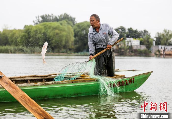 一條大魚被漁民用抄網(wǎng)撈起。　陳康 攝