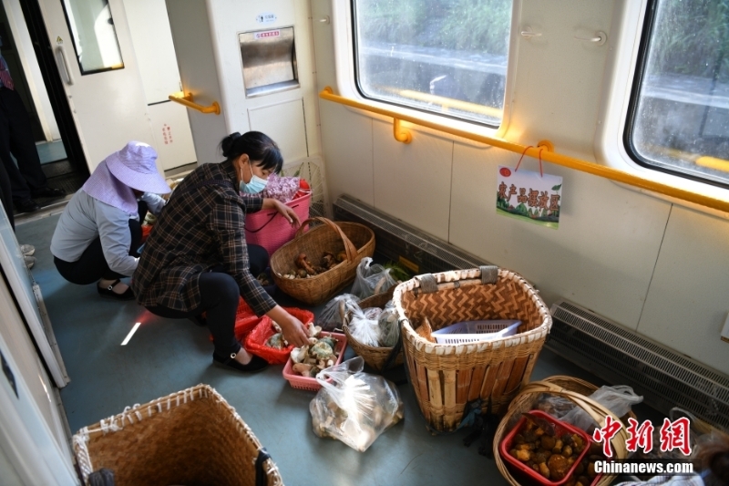圖為8月9日，登車(chē)后，陳興菊和同鄉(xiāng)便馬不停蹄地將野生菌分裝到小籃子里。 <a target='_blank' href='/'>中新社</a>記者 劉冉陽(yáng) 攝