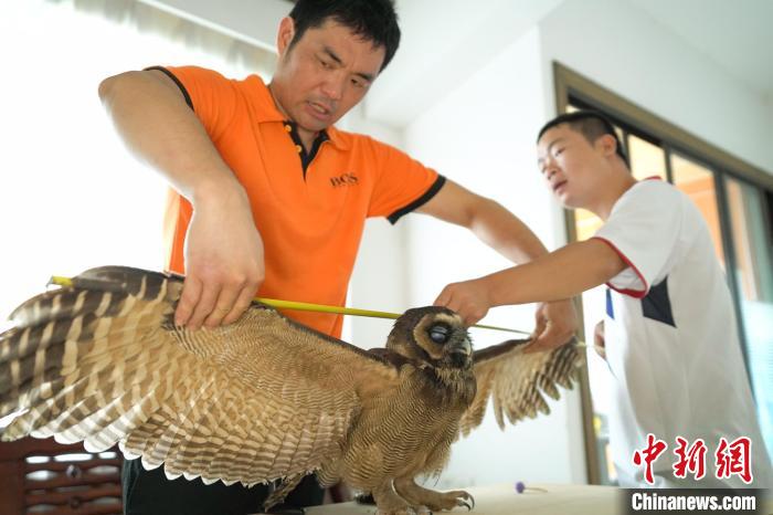 福建建甌：成功救治國家二級保護(hù)動物褐林鸮