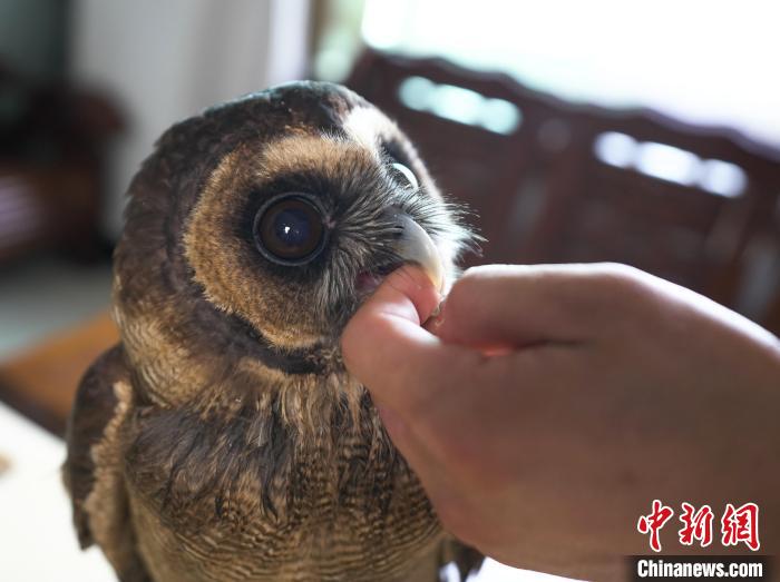 脫離險(xiǎn)境的褐林鸮緊緊拉住“親人”，表達(dá)“感激”之情?！∥河狼?攝
