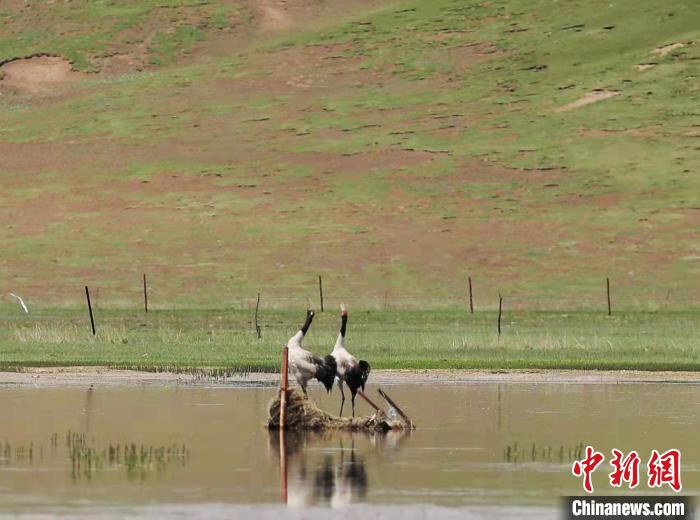 圖為“高原仙子”黑頸鶴?！蓭?kù)縣委宣傳部 供圖