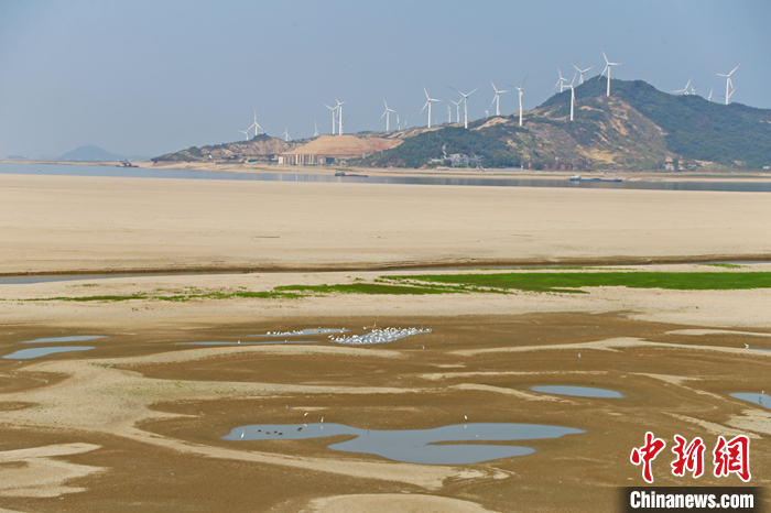 圖為9月6日，江西省鄱陽(yáng)湖湖區(qū)，白鷺等鳥類在淺灘中棲息覓食。 <a target='_blank' href='/'>中新社</a>記者 劉占昆 攝