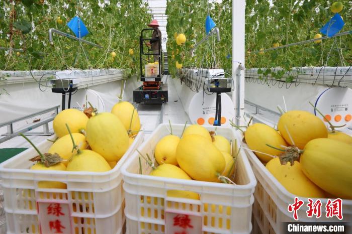 溫室內(nèi)，黃瓜、甜瓜、西紅柿等水果蔬菜成熟，工人們忙著將采摘下來(lái)的瓜果蔬菜裝箱發(fā)走?！°蟛?攝