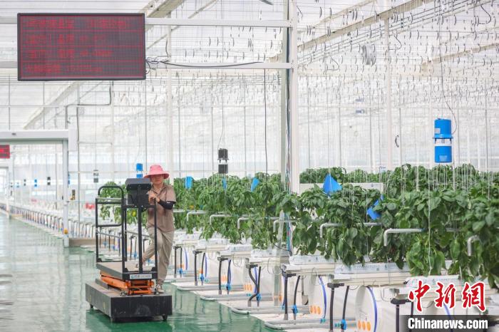智慧化水果大棚增產(chǎn)增收?！°蟛?攝