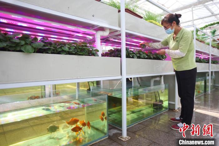 魚菜共生是一種新型的復(fù)合耕作體系，實(shí)現(xiàn)養(yǎng)魚不換水而無(wú)水質(zhì)憂患，種菜不施肥而正常生長(zhǎng)的生態(tài)共生效應(yīng)?！°蟛?攝