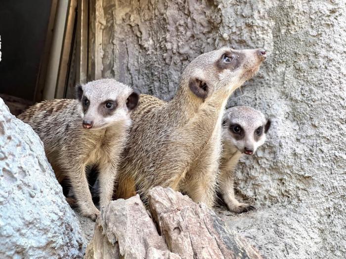 高雄壽山動物園5月誕生2只狐獴寶寶，9月初由狐獴哥哥帶路，首次出洞，新生狐獴跟在哥哥身旁觀察新環(huán)境，萌樣吸睛。圖片來源：臺灣“中央社”(高雄市觀光局提供)。